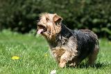 NORFOLK TERRIER 088